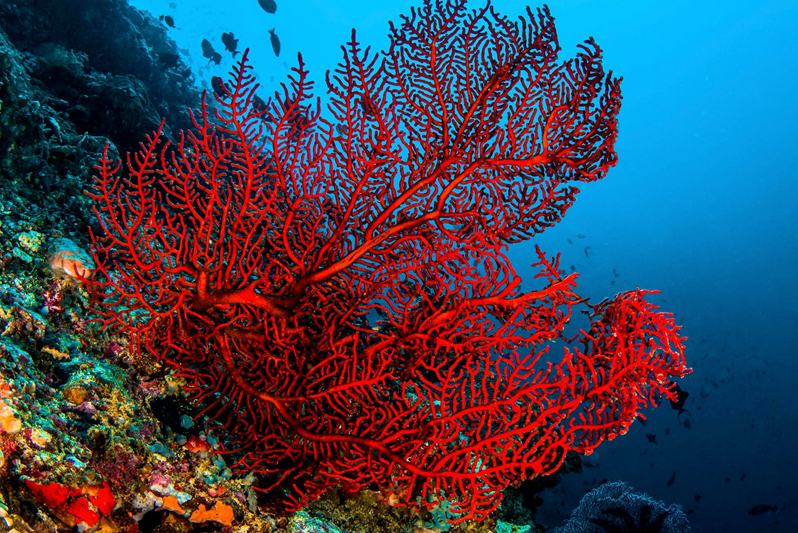 Водоросли кораллы. Оранжевый коралл риф. Красный коралл красный Корал. Герматипные кораллы. Благородный коралл Кишечнополостные.
